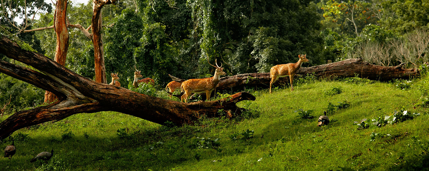 Bandipur