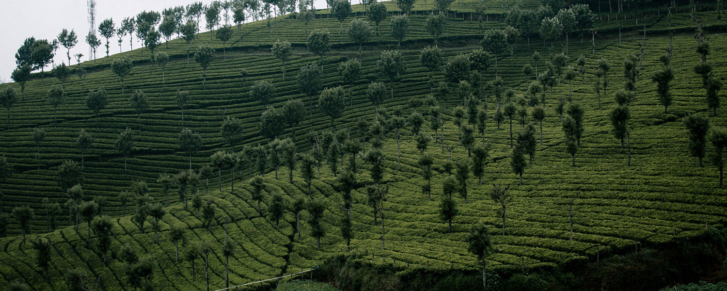Chikmagalur