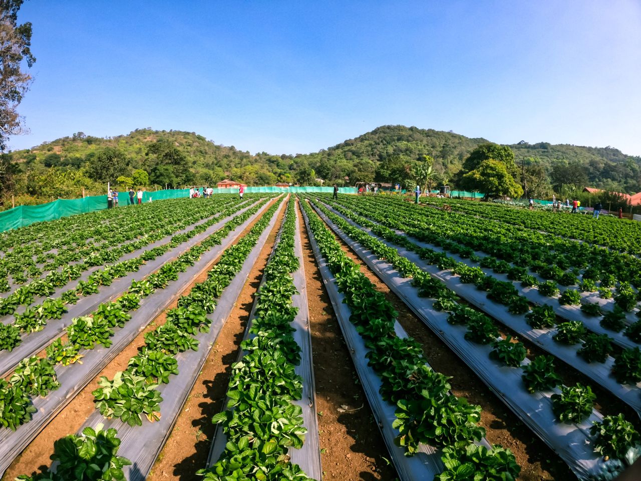 Farm to Table