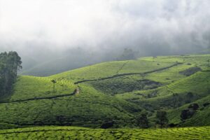 Kerala Backwaters 2
