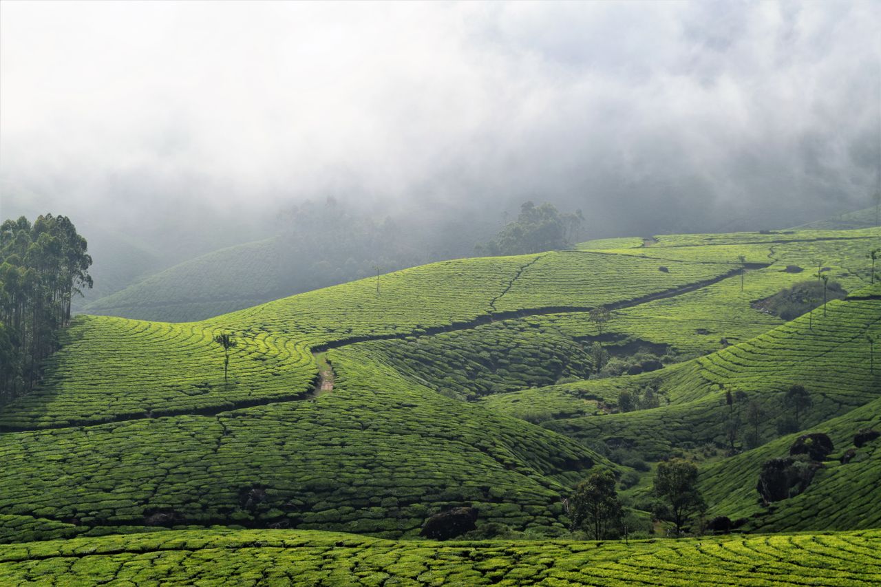 Munnar Tea Estates