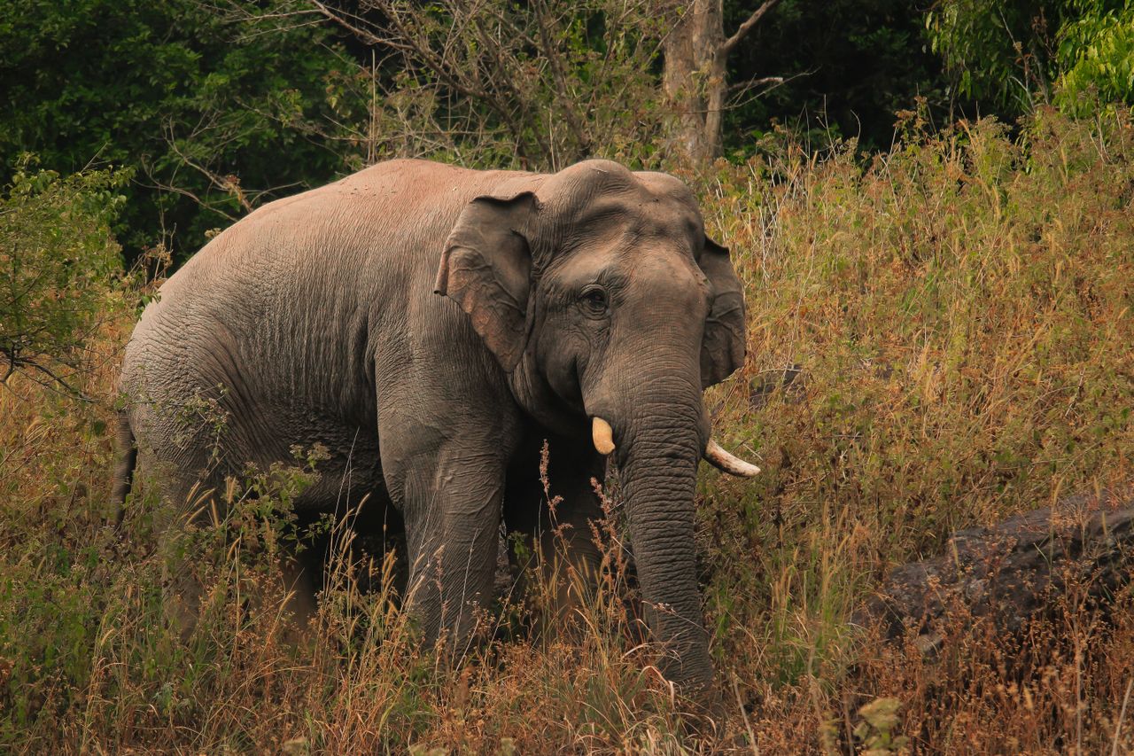 Wildlife Safari