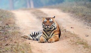 Ranthambore 2