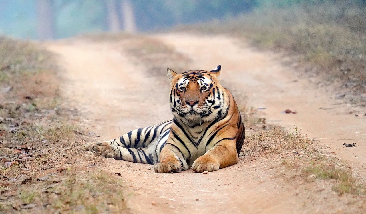 Tiger Tracking