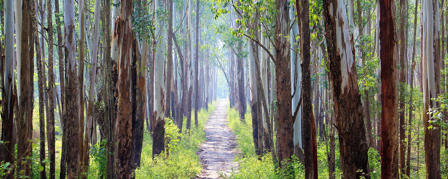 Wayanad