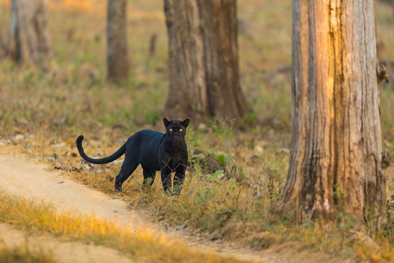 The Black Panther Quest