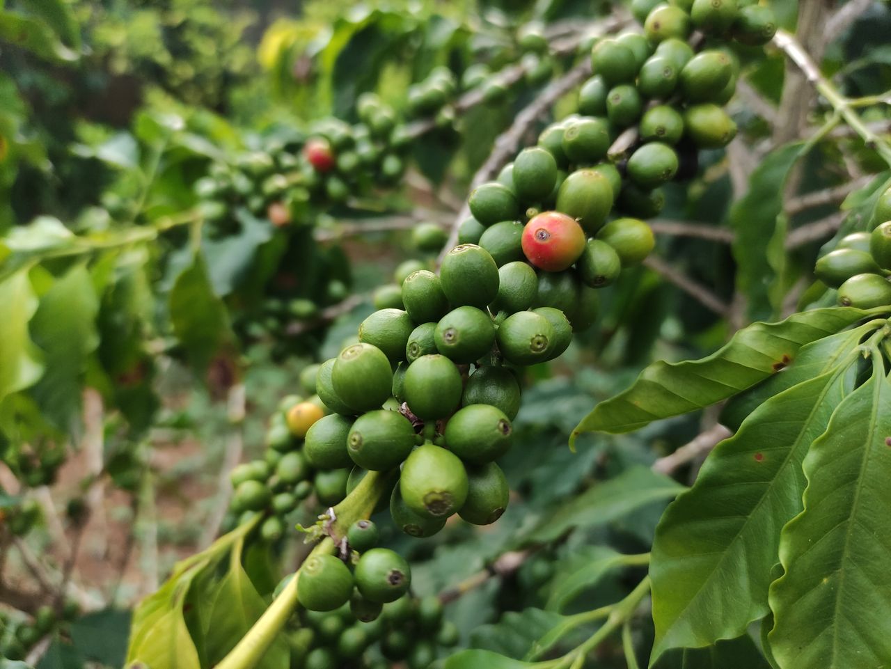 The Coffee Trail