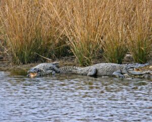 Ranthambore 3