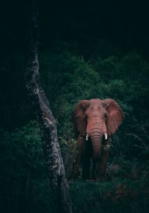 Luxury Wildlife Safaris
