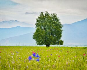 Lolab Valley 2