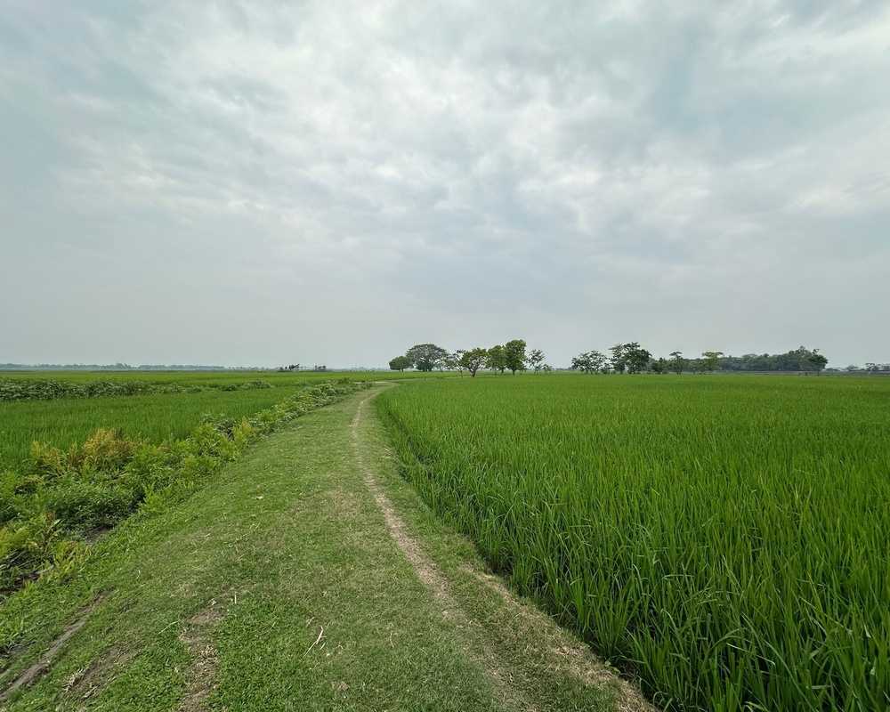 Paddy Field Walk