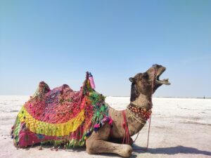 Rann of Kutch 3