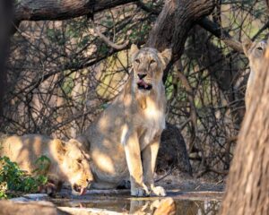 Gir National Park 2
