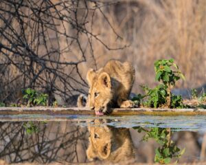 Gir National Park 3
