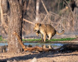 Gir National Park 1