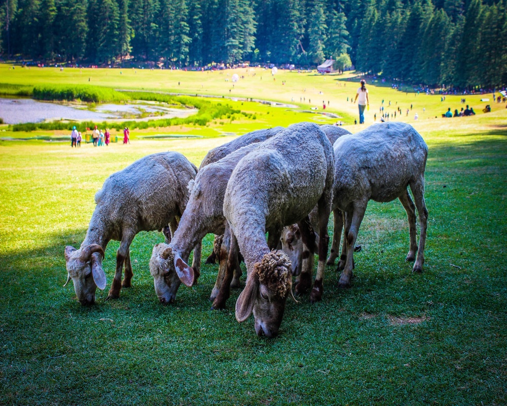 Khajjiar Excursion