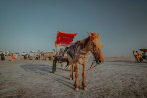 Rann of Kutch 2