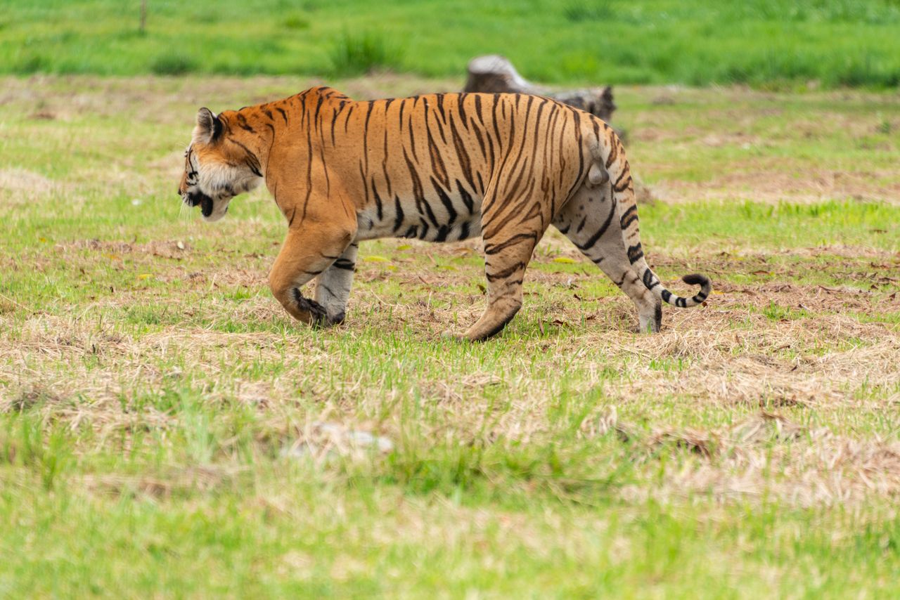 The Big Cat Search