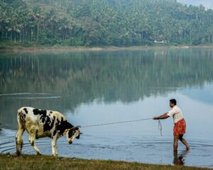 Wayanad 2