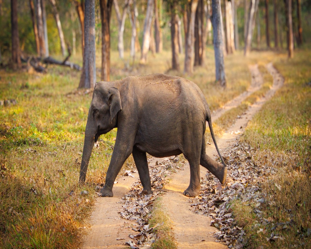 Wildlife Safari